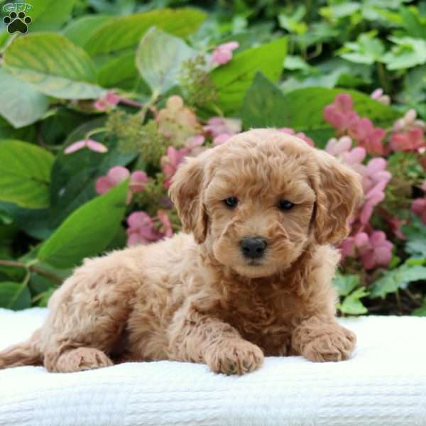 Dixie F1B, Mini Goldendoodle Puppy